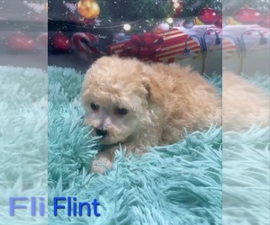 Poodle (Toy) Puppy for sale in AZLE, TX, USA