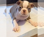 Puppy Tan Boston Terrier