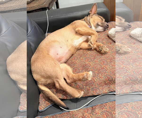 Medium Photo #6 Mutt Puppy For Sale in Sandy, UT, USA