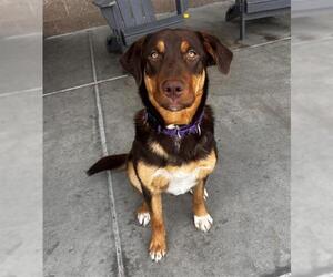 German Shepherd Dog-Redbone Coonhound Mix Dogs for adoption in Denver, CO, USA