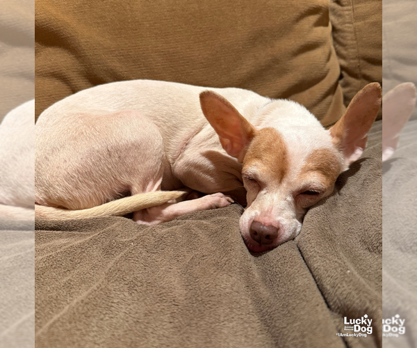 Medium Photo #4 Chihuahua-Unknown Mix Puppy For Sale in Washington, DC, USA