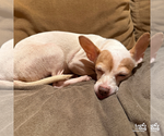 Small #3 Chihuahua Mix