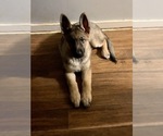 Small German Shepherd Dog