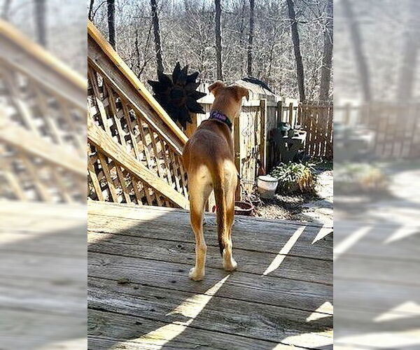 Medium Photo #5 Mutt Puppy For Sale in MECHANICSBURG, PA, USA