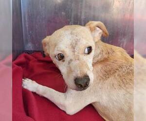 Chihuahua-Unknown Mix Dogs for adoption in San Antonio, TX, USA