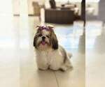 Small Photo #1 Shih Tzu Puppy For Sale in ANTELOPE, CA, USA