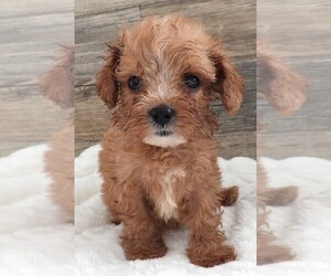 Medium Cavapoo