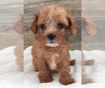 Puppy Puppy 2 Cavapoo