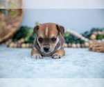 Small Photo #10 Chihuahua-Chorkie Mix Puppy For Sale in FREDERICKTOWN, OH, USA