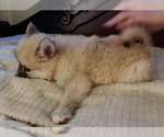 Small Photo #60 Pomsky Puppy For Sale in LOVELAND, CO, USA