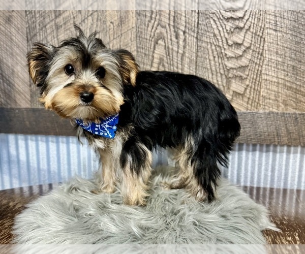 Medium Photo #7 Yorkshire Terrier Puppy For Sale in NAPPANEE, IN, USA