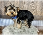 Small #6 Yorkshire Terrier