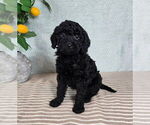 Small #3 Goldendoodle (Miniature)