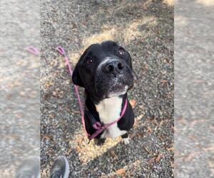 American Pit Bull Terrier-Unknown Mix Dogs for adoption in Palmetto, FL, USA
