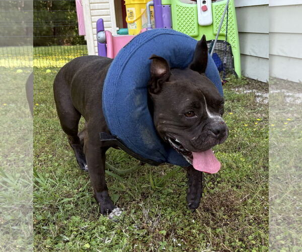 Medium Photo #1 American Bulldog-Unknown Mix Puppy For Sale in Virginia Beach, VA, USA