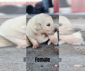 Anatolian Shepherd-Great Pyrenees Mix Puppy for sale in BARRY, TX, USA
