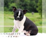 Small #4 Boston Terrier