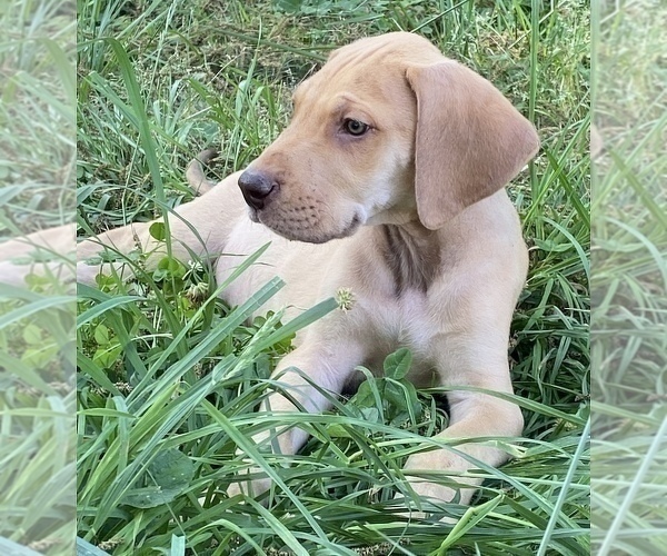 Medium Photo #17 Great Dane Puppy For Sale in CLOVER, SC, USA