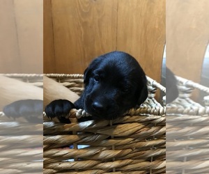 Labrador Retriever Puppy for sale in MORA, MN, USA