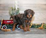 Small Photo #1 Goldendoodle (Miniature) Puppy For Sale in MIDDLEBURY, IN, USA