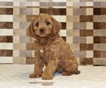 Small #4 Cavapoo (Miniature)