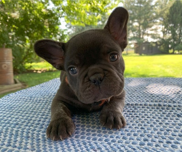 Medium Photo #9 French Bulldog Puppy For Sale in BREMEN, IN, USA
