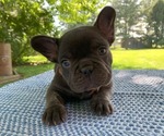 Small Photo #9 French Bulldog Puppy For Sale in BREMEN, IN, USA