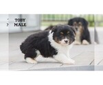 Small #3 Aussie-Corgi