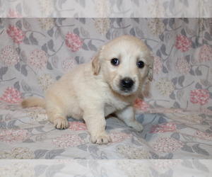 Goldendoodle (Miniature) Puppy for sale in BLOOMINGTON, IN, USA