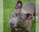 Small American Staffordshire Terrier-Bulldog Mix