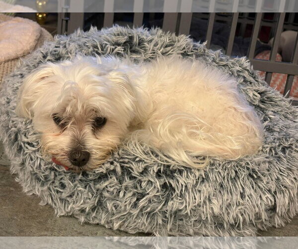 Medium Photo #8 Maltese Puppy For Sale in Boonton, NJ, USA