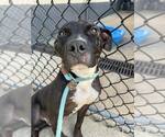 Small #4 American Pit Bull Terrier Mix