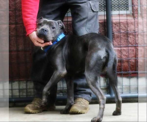 Medium Photo #4 American Staffordshire Terrier Puppy For Sale in Forest, VA, USA