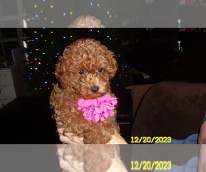 Poodle (Toy) Puppy for sale in DULUTH, GA, USA