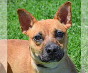 Australian Kelpie-Unknown Mix Dogs for adoption in Huntley, IL, USA