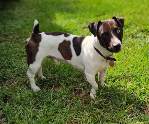 Medium Photo #1 Jack Russell Terrier Puppy For Sale in JASPER, FL, USA