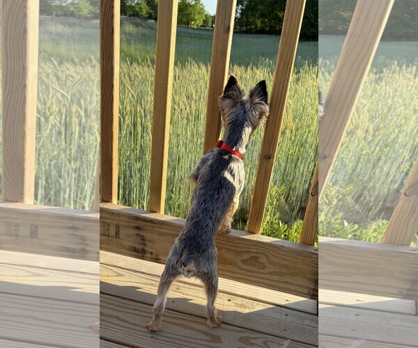 Medium Photo #8 Mutt Puppy For Sale in Allentown,, PA, USA