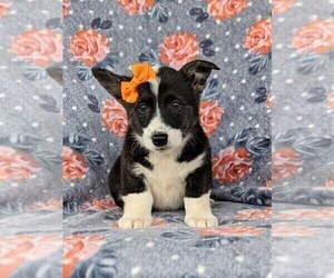 Pembroke Welsh Corgi Puppy for sale in GLEN ROCK, PA, USA