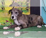 Small #1 Catahoula Leopard Dog Mix