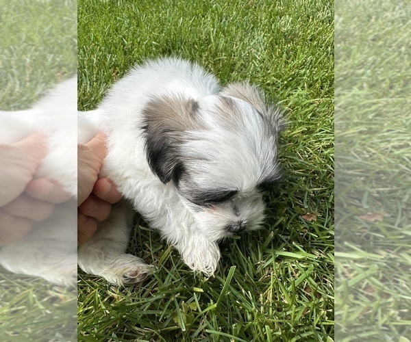 Medium Photo #5 Mal-Shi Puppy For Sale in ROGERS, MN, USA