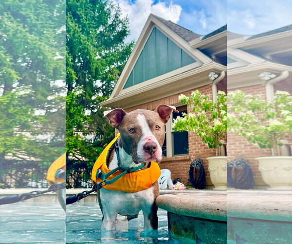 Medium Photo #5 American Pit Bull Terrier-Unknown Mix Puppy For Sale in Germantown, OH, USA