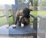 Small #1 Akita
