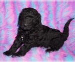 black - Male Labradoodle Puppy for Sale - Small photo
