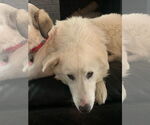 Small #2 Great Pyrenees