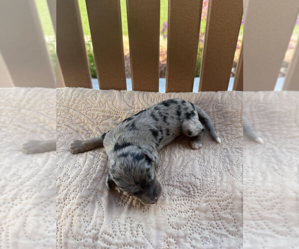 Medium Photo #1 Bernedoodle Puppy For Sale in CASTLE ROCK, CO, USA