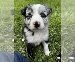 Border Collie Puppy for sale in SWANNANOA, NC, USA