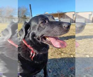 Labrador Retriever Dogs for adoption in Olathe, KS, USA