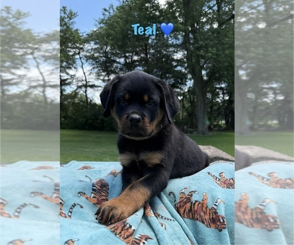 Medium Photo #2 Rottweiler Puppy For Sale in WHEATFIELD, IN, USA
