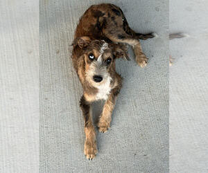 Australian Shepherd-Unknown Mix Dogs for adoption in Linton, IN, USA