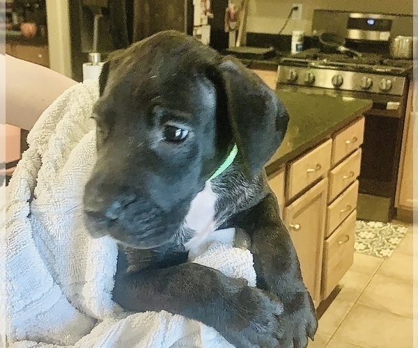 Medium Photo #8 Great Dane Puppy For Sale in MARICOPA, AZ, USA